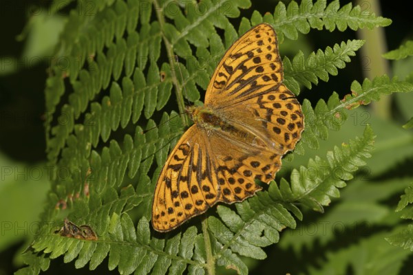Silver-washed fritillary butterfly (Argynnis paphia) adult insect resting on a bracken frond leaf in a woodland in summer, England, United Kingdom