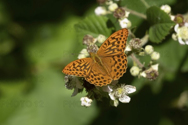 Silver-washed fritillary butterfly (Argynnis paphia) adult insect feeding on bramble flowers in summer, England, United Kingdom