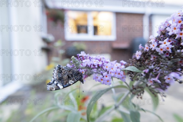 Red admiral butterfly (Vanessa atalanta) adult insect feeding on garden purple Buddleia or Buddleja flowers with an urban house in the background in summer, England, United Kingdom