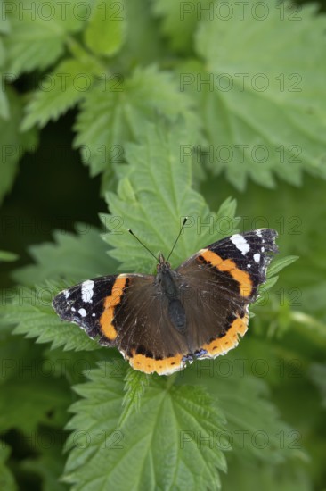 Red admiral butterfly (Vanessa atalanta) adult insect resting on Stinging nettle leaves in summer, England, United Kingdom