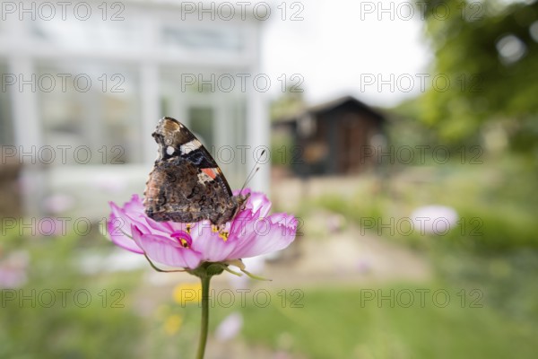 Red admiral butterfly (Vanessa atalanta) adult insect feeding on a garden Cosmos flower with an urban house in the background in summer, England, United Kingdom