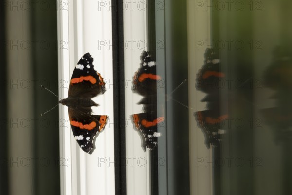 Red admiral butterfly (Vanessa atalanta) adult insect resting on a house conservatory window frame in summer, England, United Kingdom