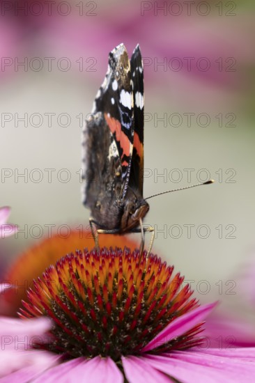 Red admiral butterfly (Vanessa atalanta) adult insect feeding on a garden purple Coneflower (Echinacea purpurea) flower in summer, England, United Kingdom