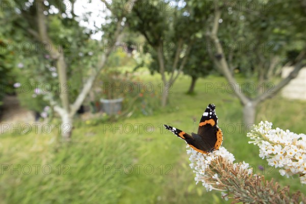 Red admiral butterfly (Vanessa atalanta) adult insect feeding on garden white Buddleia or Buddleja flowers in summer, England, United Kingdom