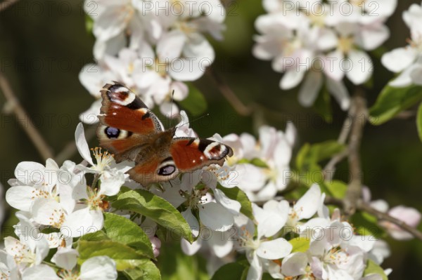 Peacock butterfly (Aglais io) adult insect feeding on fruit tree blossom flowers in spring, England, United Kingdom