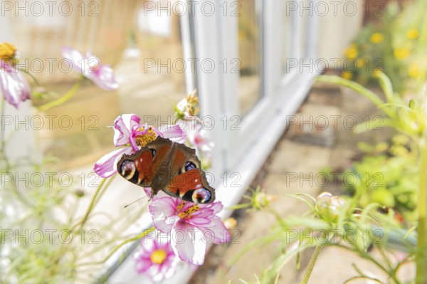 Peacock butterfly (Aglais io) adult insect feeding on a garden Cosmos flower in summer, England, United Kingdom