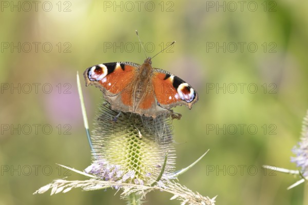 Peacock butterfly (Aglais io) adult insect feeding on a Teasel flower in summer, England, United Kingdom