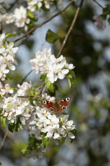 Peacock butterfly (Aglais io) adult insect feeding on fruit tree blossom flowers in spring, England, United Kingdom