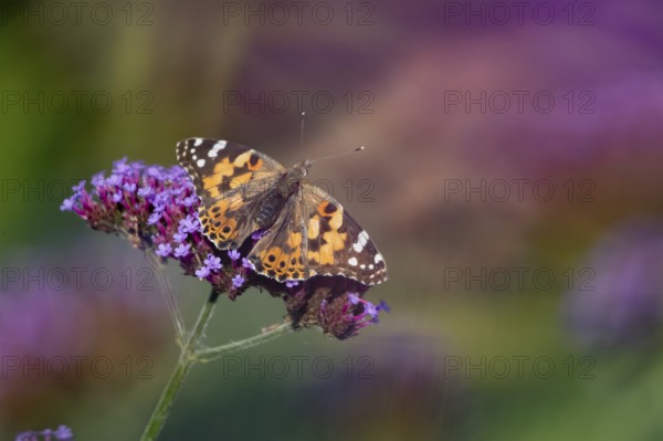 Painted lady butterfly (Vanessa cardui) adult insect feeding on garden Verbena bonariensis flowers in summer, England, United Kingdom