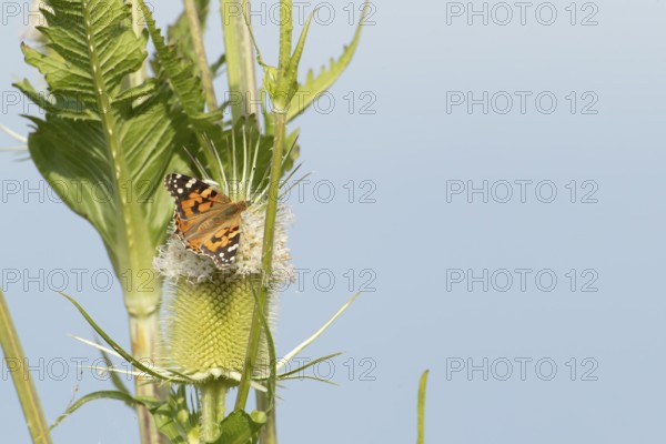 Painted lady butterfly (Vanessa cardui) adult insect feeding on a Teasel flower in summer, England, United Kingdom