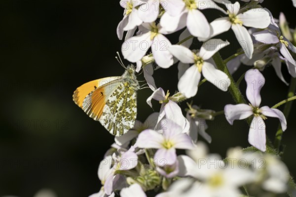 Orange tip butterfly (Anthocharis cardamines) adult insect feeding on a garden white Honesty flower in spring, England, United Kingdom