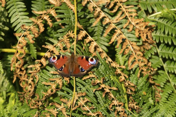 Peacock butterfly (Aglais io) adult insect resting on Bracken fronds in summer, England, United Kingdom