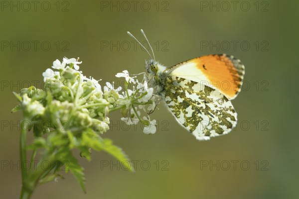 Orange tip butterfly (Anthocharis cardamines) adult insect feeding on a garden white flower in spring, England, United Kingdom
