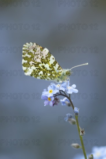 Orange tip butterfly (Anthocharis cardamines) adult insect feeding on a garden Forget-me-not flower in spring, England, United Kingdom