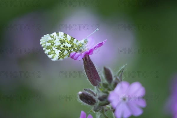 Orange tip butterfly (Anthocharis cardamines) adult insect on a garden Red campion flower in spring, England, United Kingdom
