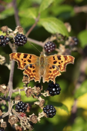 Comma butterfly (Polygonia c-album) adult insect on a blackberry fruit in autumn, England, United Kingdom