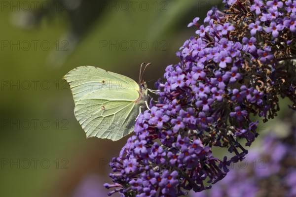 Brimstone butterfly (Gonepteryx rhamni) adult insect feeding on garden purple Buddleia or Buddleja flowers in summer, England, United Kingdom