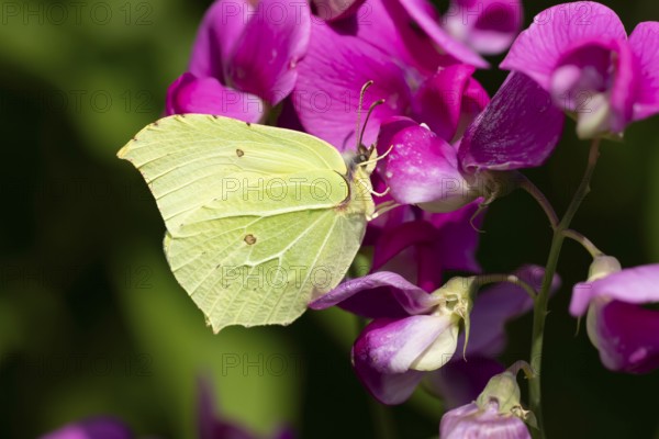 Brimstone butterfly (Gonepteryx rhamni) adult insect feeding on a garden Sweet pea flower in summer, England, United Kingdom
