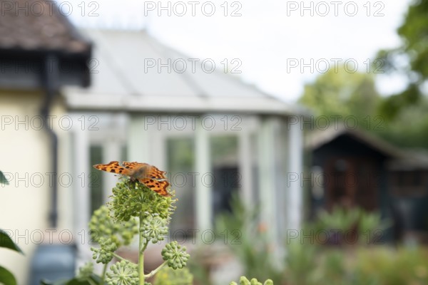 Comma butterfly (Polygonia c-album) adult insect feeding on Ivy flowers in a garden in summer, England, United Kingdom