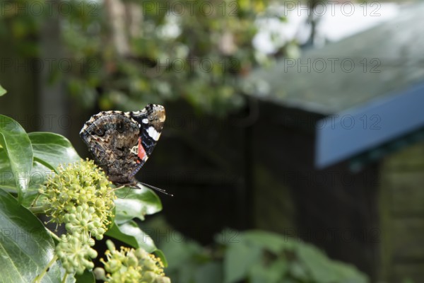 Red admiral butterfly (Vanessa atalanta) adult insect feeding on Ivy flowers in autumn, England, United Kingdom