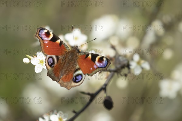 Peacock butterfly (Aglais io) adult insect feeding on Blackthorn blossom flowers in spring, England, United Kingdom