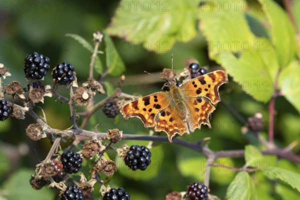 Comma butterfly (Polygonia c-album) adult insect on a blackberry fruit in autumn, England, United Kingdom