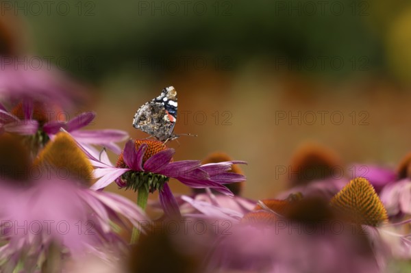 Red admiral butterfly (Vanessa atalanta) adult insect feeding on a garden purple Coneflower (Echinacea purpurea) flower in summer, England, United Kingdom