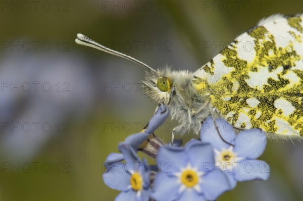 Orange tip butterfly (Anthocharis cardamines) adult insect on a garden blue Forget-me-not flower in spring, England, United Kingdom