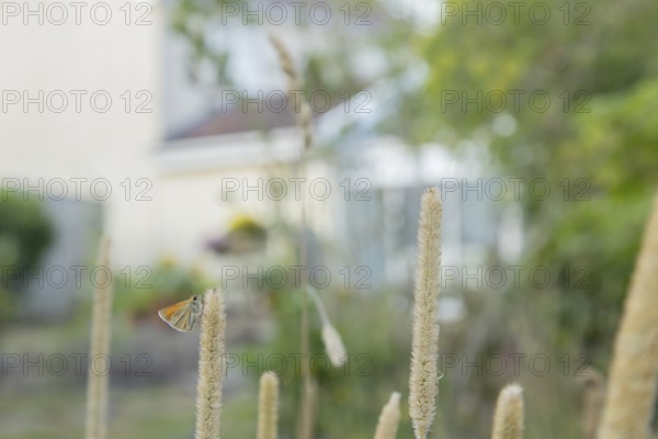 Large skipper butterfly (Ochlodes sylvanus) adult insect resting on a garden grass seed head with an urban house in the background, England, United Kingdom