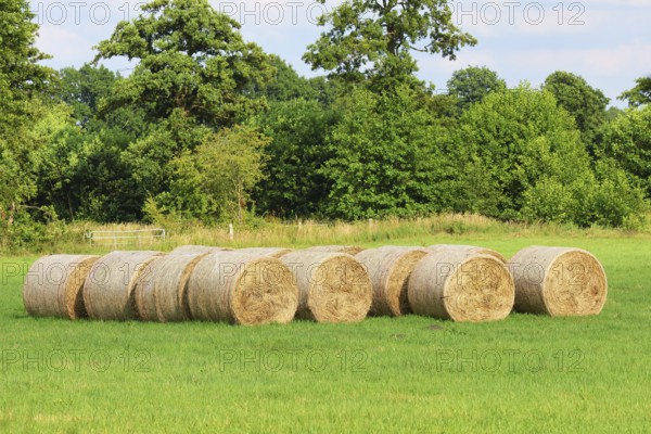 Pressed hay bales, animal feed on a mowed meadow, Schleswig-Holstein, Germany