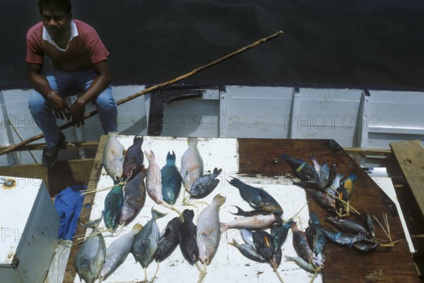 Fischer sells his catch of colorful tropical fish straight from the boat, Suva, Fiji