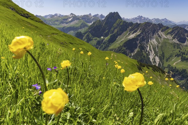 Mountain panorama with troll flowers (Trollius europaeus) from Laufbacher-Eckweg to Höfats 2259m, and Allgäu main ridge with Trettachspitze 2595m, Mädelegabel 2645m, Bockkarkopf 2609m and Hochfrottspitze 2649m, Allgäu Alps, Allgäu, Bavaria, Germany