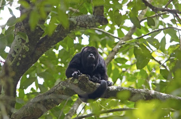 Howler monkey (Alouatta) in the Yaxha-Nakum-Naranjo National Park, Biósfera Maya nature reserve, lowlands, Petén department, Guatemala