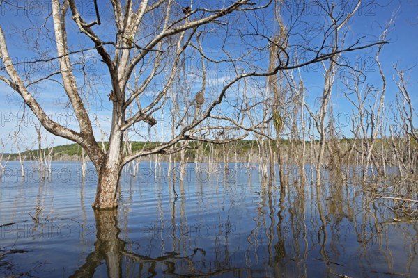 Dead trees in Lake Yaxha, Yaxha-Nakum-Naranjo National Park, Biósfera Maya Nature Reserve, Lowlands, Petén Department, Guatemala