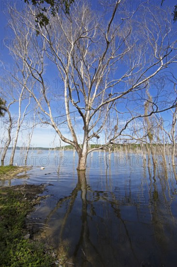 Dead trees in Lake Yaxha, Yaxha-Nakum-Naranjo National Park, Biósfera Maya Nature Reserve, Lowlands, Petén Department, Guatemala