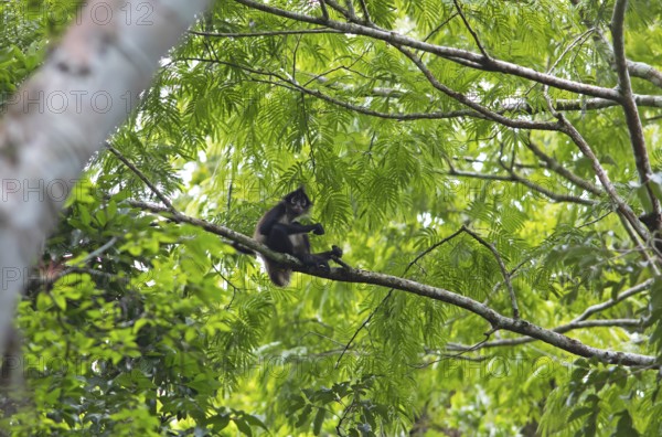 Yucatan spider monkey (Ateles geoffroyi yucatanensis) in the Yaxha-Nakum-Naranjo National Park, Biósfera Maya nature reserve, lowlands, Departamento Petén, Guatemala