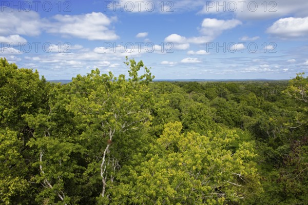 Rainforest or jungle in Yaxha-Nakum-Naranjo National Park, Biósfera Maya Nature Reserve, Lowlands, Petén Department, Guatemala