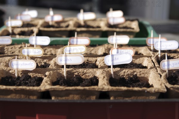 Growing pots, growing soil, seeds, vegetables, hobby gardeners, cucumbers, pumpkins