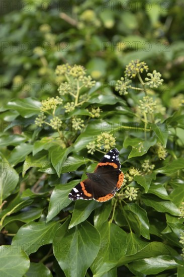 Red admiral butterfly (Vanessa atalanta) adult insect feeding on Ivy flowers in autumn, England, United Kingdom