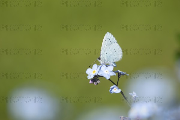 Holly blue butterfly (Celastrina argiolus) adult insect feeding on a garden Forget-me-not flower in summer, England, United Kingdom