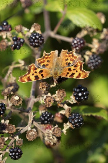 Comma butterfly (Polygonia c-album) adult insect on a blackberry fruit in autumn, England, United Kingdom