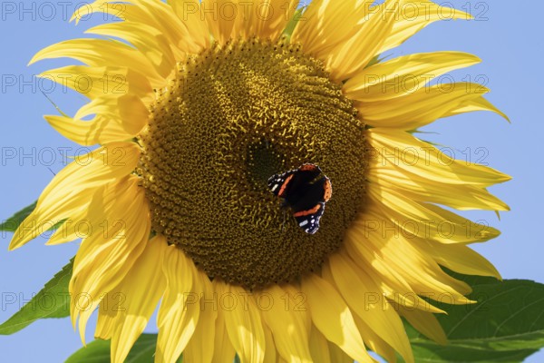 Red admiral butterfly (Vanessa atalanta) adult insect feeding on a garden sunflower flower in summer, England, United Kingdom