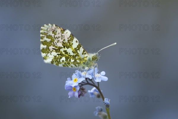 Orange tip butterfly (Anthocharis cardamines) adult insect on a garden blue Forget-me-not flower in spring, England, United Kingdom