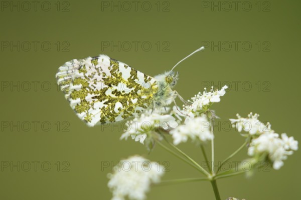 Orange tip butterfly (Anthocharis cardamines) adult insect on a garden white flower in spring, England, United Kingdom