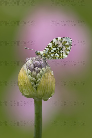 Orange tip butterfly (Anthocharis cardamines) adult insect resting on a garden Allium flower bud in spring, England, United Kingdom
