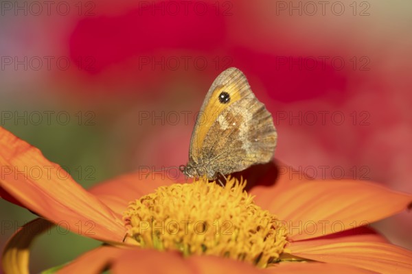 Meadow brown butterfly (Maniola jurtina) adult insect feeding on garden Mexican sunflower (Tithonia spp) flower in summer, England, United Kingdom