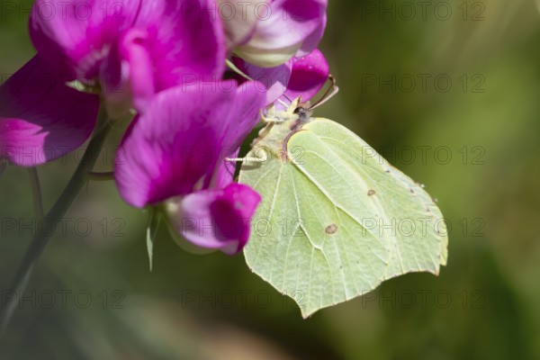 Brimstone butterfly (Gonepteryx rhamni) adult insect feeding on a garden Sweet pea flower in summer, England, United Kingdom