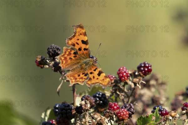 Comma butterfly (Polygonia c-album) adult insect on blackberries fruit in autumn, England, United Kingdom