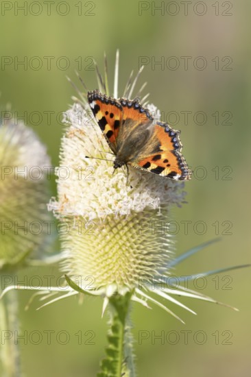 Small tortoiseshell butterfly (Aglais urticae) adult insect feeding on Teasel flowers in summer, England, United Kingdom