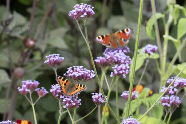 Small tortoiseshell butterfly (Aglais urticae) adult insect feeding on garden Verbena bonariensis flowers in summer, England, United Kingdom
